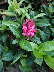 Ixora chinensis