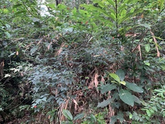 Wikstroemia