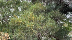Acacia confusa