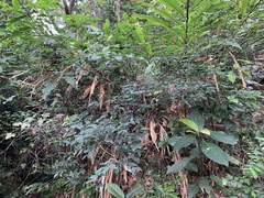 Wikstroemia