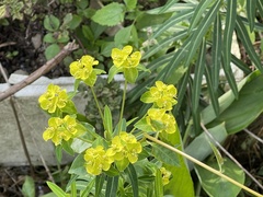 Euphorbia jolkinii