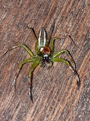 Epeus flavobilineatus