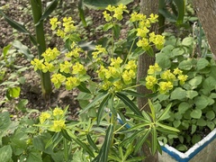 Euphorbia jolkinii
