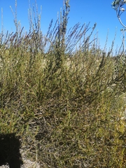 Cliffortia ericifolia