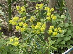 Euphorbia jolkinii