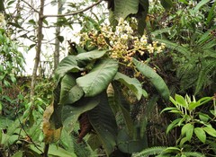 Saurauia cuatrecasana