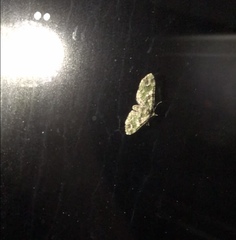 Pasiphila semochlora