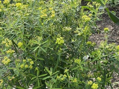 Euphorbia jolkinii
