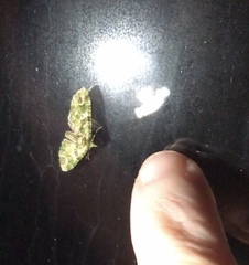 Pasiphila semochlora