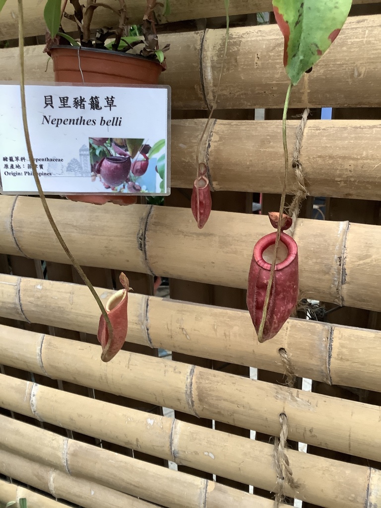 Nepenthes belli Kurata 3