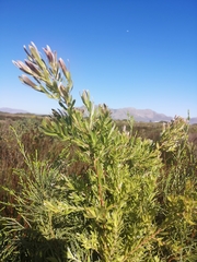 Leucadendron floridum