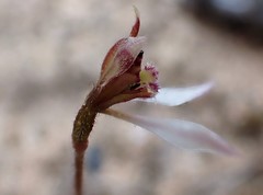 Eriochilus collinus