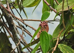 Cavendishia pubescens