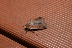 Diarsia pacifica