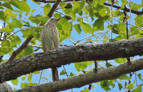 Anthus lineiventris