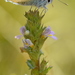 Large-Bract Eyebright - Photo (c) Kostas Zontanos, some rights reserved (CC BY-NC), uploaded by Kostas Zontanos