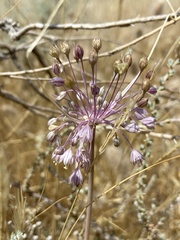 Allium daninianum