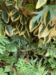 Magnoliopsida