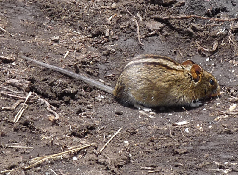 Mesic Four-striped Grass Rat (Rhabdomys dilectus) - Know Your Mammals