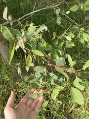 Eucalyptus amplifolia