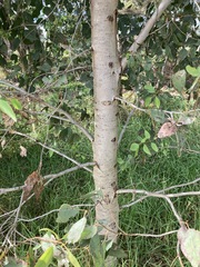 Eucalyptus amplifolia