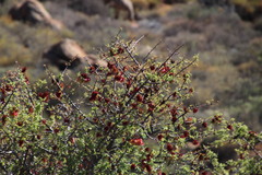 Erythrophysa alata