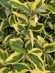Magnoliopsida