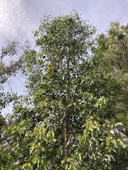Eucalyptus amplifolia