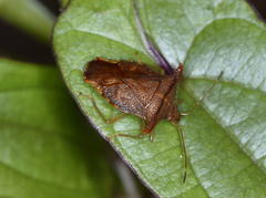 Elasmucha fengkainica