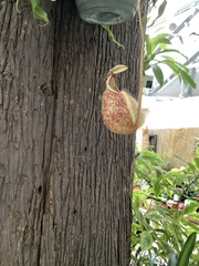 Nepenthes mira