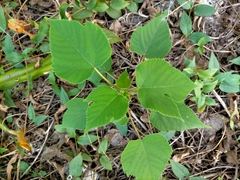 Broussonetia papyrifera