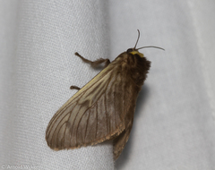 Megalopyginae