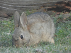 Oryctolagus cuniculus