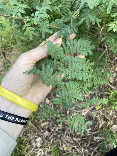 Image of Acacia pubescens by (c) Thomas Mesaglio, some rights reserved (CC BY)