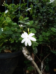 Jasminum grandiflorum