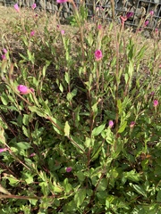 Oenothera rosea