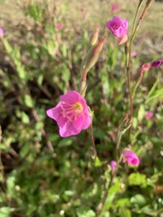 Oenothera rosea