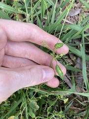 Chenopodium trigonon