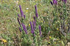 Nepeta tuberosa