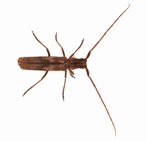 Catoeme tessellata