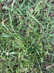 Chenopodium trigonon