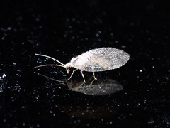 Wesmaelius subnebulosus