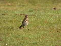 Turdus philomelos