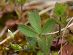 Trifolium arvense