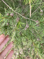 Melaleuca nodosa