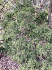 Melaleuca nodosa