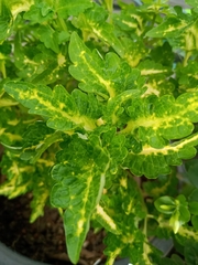 Coleus scutellarioides