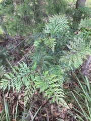 Grevillea robusta