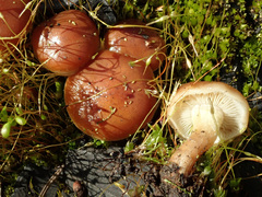 Pholiota highlandensis