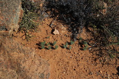 Eriospermum paradoxum